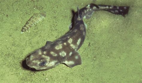 New species of deep-sea catshark described from the Galapagos ...