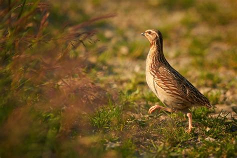 Bird conservation: protected areas are most effective when over 50 ...