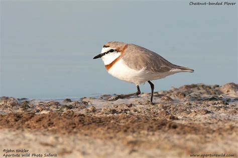 Chestnut-banded Plover