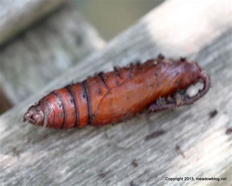 Meet Joey the Hornworm Pupa! | The Meadowlands Nature Blog