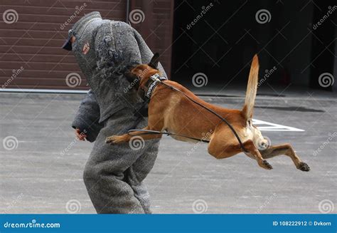 Police dogs in Russia. stock illustration. Illustration of training ...