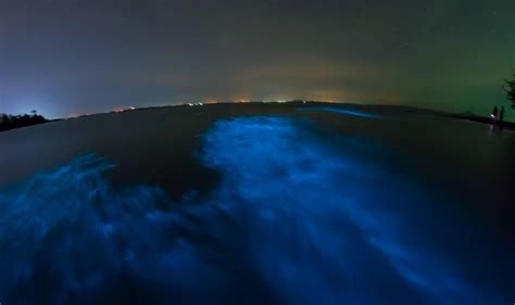 How to Visit Mosquito Bay, the Vieques Bioluminescent Bay in Puerto Rico - Jen on a Jet Plane