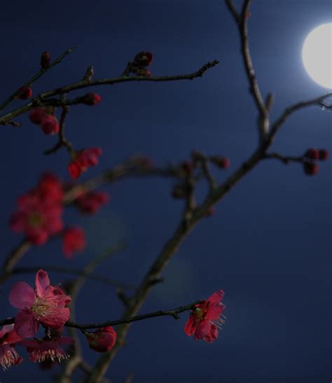 What Is a Flower Moon? How This Celestial Event Is Different From Others