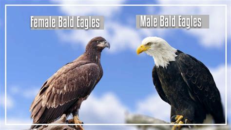 Do Female Bald Eagles Have White Heads? (Explain & Report)