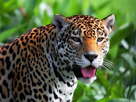 Download Animal Jaguar Wallpaper 1280x960 | Wallpoper #214492