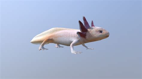 Axolotl - Buy Royalty Free 3D model by 3dlowpoly [faff2c3] - Sketchfab Store