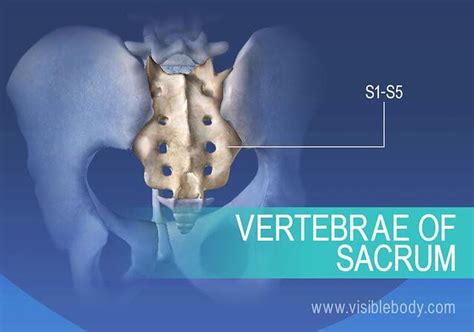 Fused sacral vertebrae, S1-S5 Human Skeleton Anatomy, Doctor Quotes ...