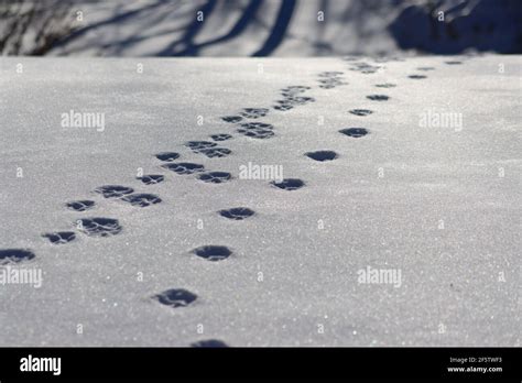 Fox tracks in snow hi-res stock photography and images - Alamy