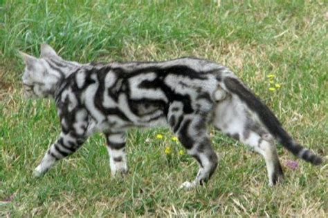 Tribal Silver Jedi: A AMAZING silver marble Bengal that participated in my Bengal breeding ...