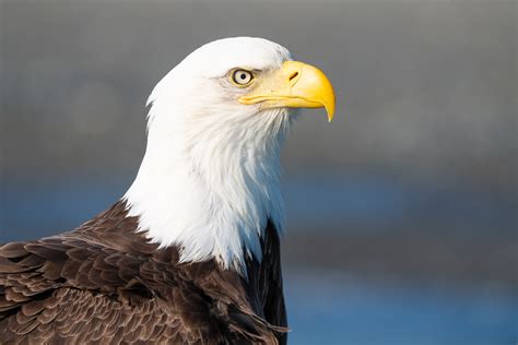 Sony 200-600 Sony a7R III Bald Eagle – Colby Brown Photography