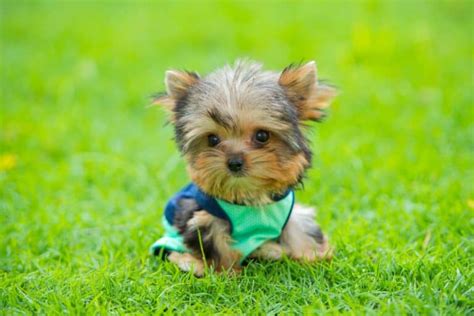 How Much Does a Teacup Yorkie Cost? (2024 Price Guide)