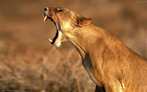 Los Pumas invaden Taringa - Imágenes - Taringa!