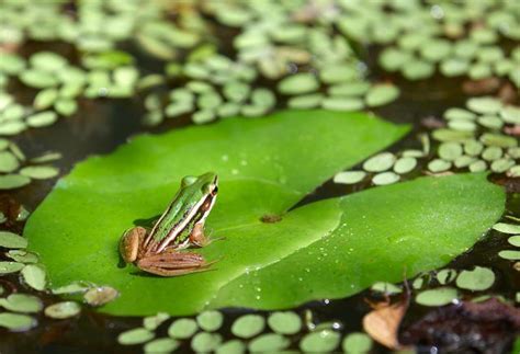 Frog adaptations in body shape and habitat allow frogs to be successful living in both water and ...