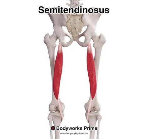 Semitendinosus Muscle Anatomy - Bodyworks Prime