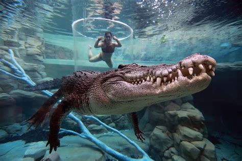 Crocosaurus Cove (Darwin) - 2020 All You Need to Know Before You Go (with Photos) - Darwin ...