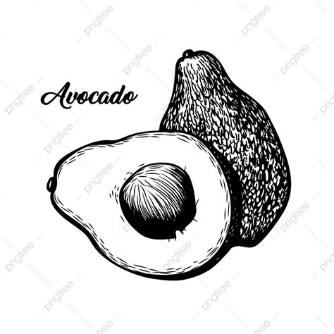 Avocado Illustration Vector Hd PNG Images, Avocado Black And White Vector Illustration, Food ...