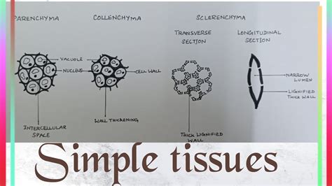 Permanent Plant Tissue Diagram