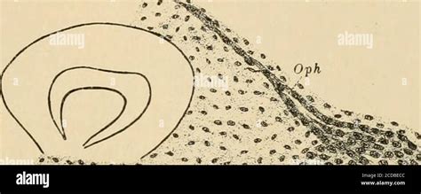 . Journal of comparative neurology . n, mandibular nerve; Oc, oculo-motor nerve; Oph, ophthalmic ...