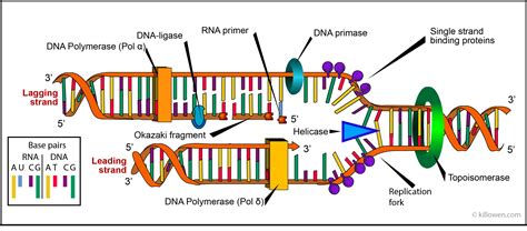 Dna Replication Illustration Worksheet - Printable Calendars AT A GLANCE