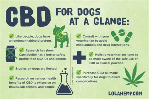 Everything you need to know about CBD oil for pets : Feminized Hemp Seeds