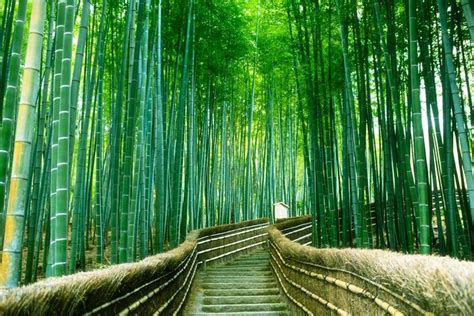 Arashiyama Bamboo Grove Kyoto, Japan 4k Ultrahd Wallpaper - Rừng Tre Sagano (#1117405) - HD ...