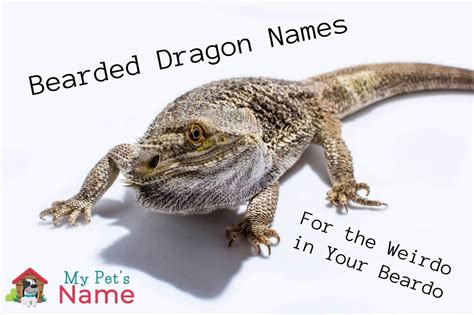 169 Bearded Dragon Names to Breathe Fire Into Your Loveable Lizard | My Pet's Name