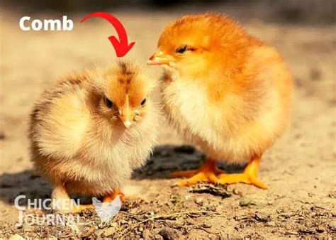 Hen Vs Rooster: What's the Difference? with Pictures