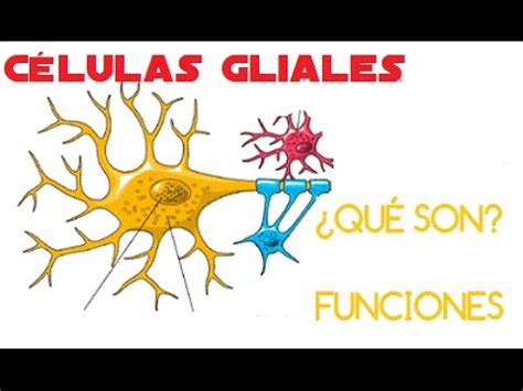 Conceptos básicos 2: Células Gliales - YouTube