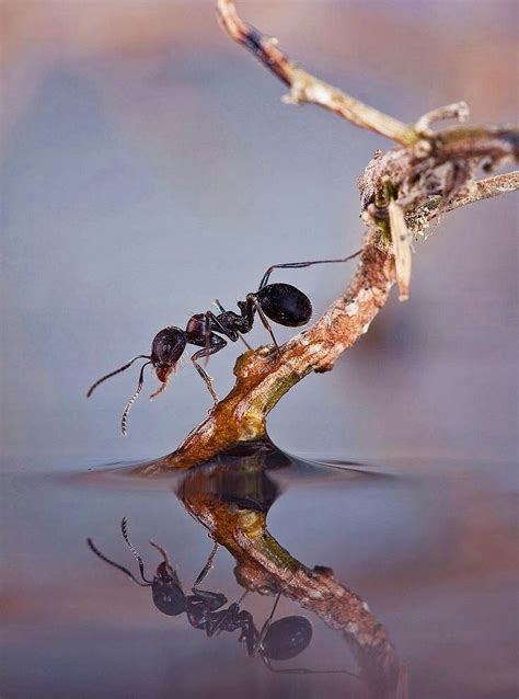 Army of ants build their own bridge by climbing on top of each other ...