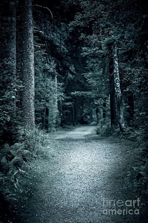 Path in night forest by Elena Elisseeva | Night forest, Paths, Night ...