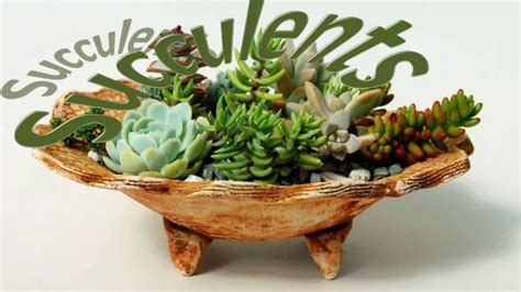 PPT - Succulents1 PowerPoint Presentation, free download - ID:11966426