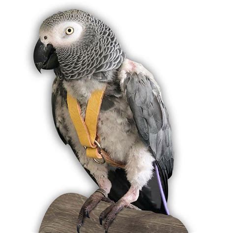 Leathers for Feathers Bird Harness - Yellow - Bev's Bird Boutique - South Africa