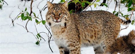 Bobcat hunting regulations | Mass.gov