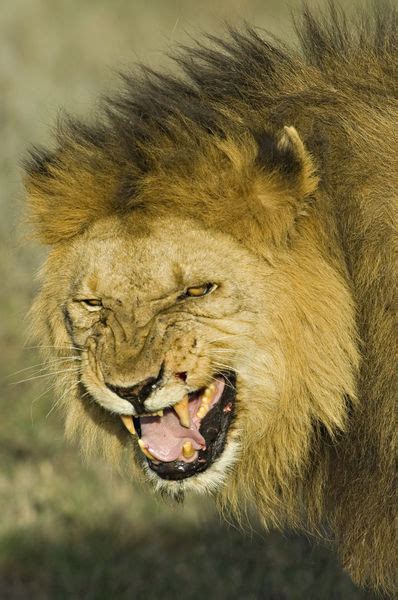 "Close-up of a lion snarling" Picture art prints and posters by ...