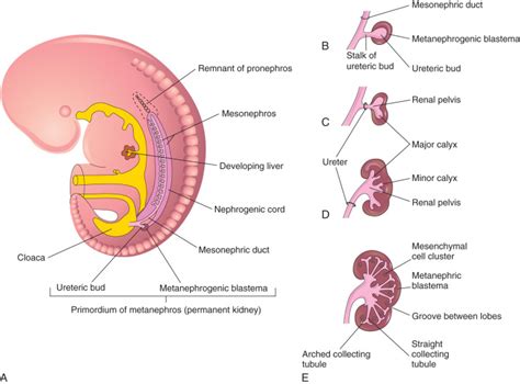 Urogenital System | Obgyn Key