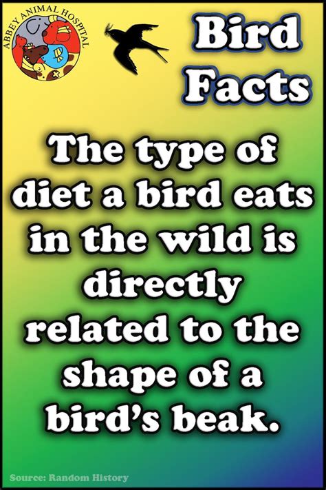 Facts About Birds | Bird facts, Pet birds, Facts