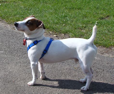 Jack Russell Terrier - Pictures, Information, Temperament, Characteristics | Animals Breeds