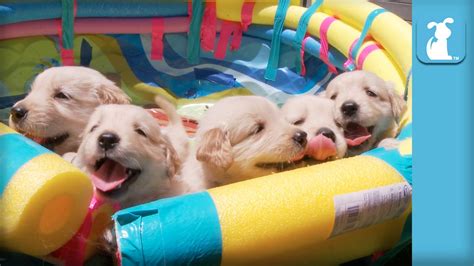 [VIDEO] Golden Retriever Puppies Playing Happily - Doggie Outpost