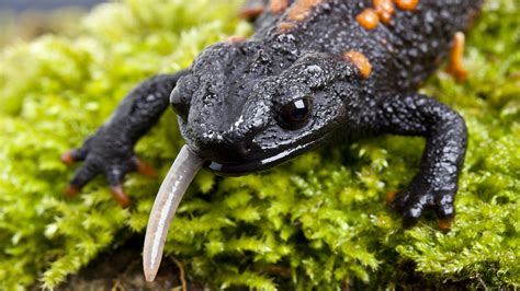 U.S. Restricts Movement of Salamanders, for Their Own Good - The New York Times