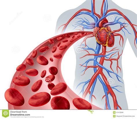 Blood Circulation Clipart 20 Free Cliparts Download Images On | Images ...