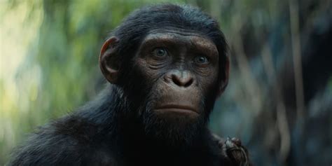 Trailer - "Kingdom Of The Planet Of The Apes"