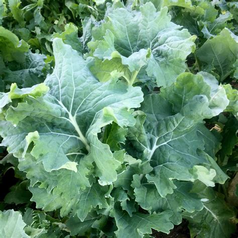 Kale- True Siberian - Deep Harvest Farm