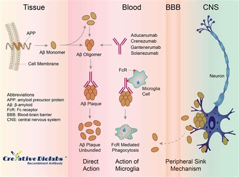 Aducanumab Moa - Neurológo dice que hay razón para entusiasmarse con el ...