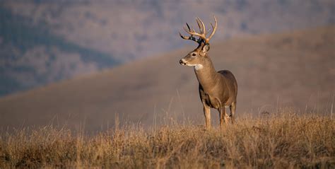 Monster Bucks: The Truth About Hunting Huge Deer - HuntStand