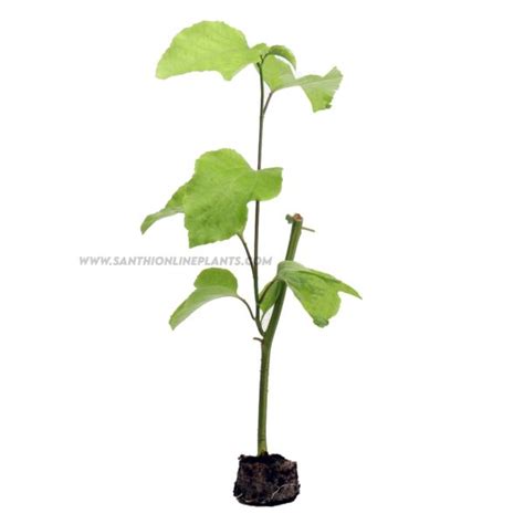 Passion Fruit Plant - Santhi Online Plants Nursery