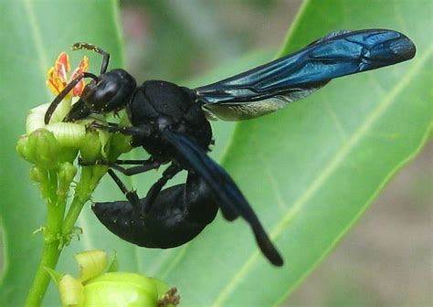 Black Wasp Sting Pictures, Pain, Swelling, Home remedies - BigBear Pest Control