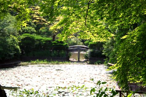 File:Lake outside Ryoan-ji Temple.jpg - Wikimedia Commons