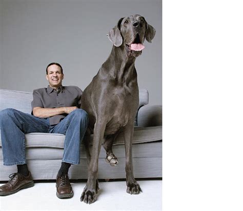 Giant George: Great Dane Is Guinness World Record Holder for Tallest Dog Ever