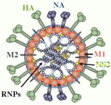 What Virus Causes the FLU? - The FLU!