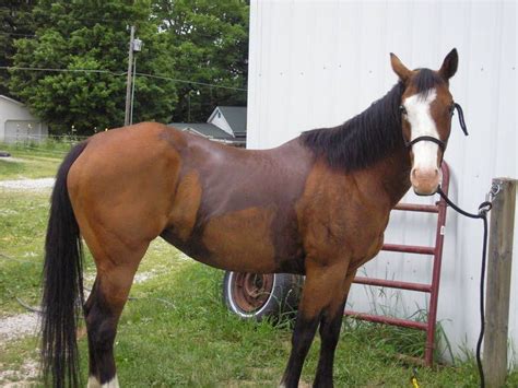 Saddle Fitting for Swayback Horses | Horses, Saddle fitting, Teaching horse